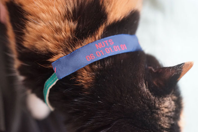 Votre chat fugue ? Utilisez une étiquette personnalisée pour le retrouver ! Votre chat fugue ? Utilisez une étiquette personnalisée pour le retrouver !